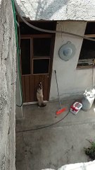 Smart Cat Figures Out How to Open Door