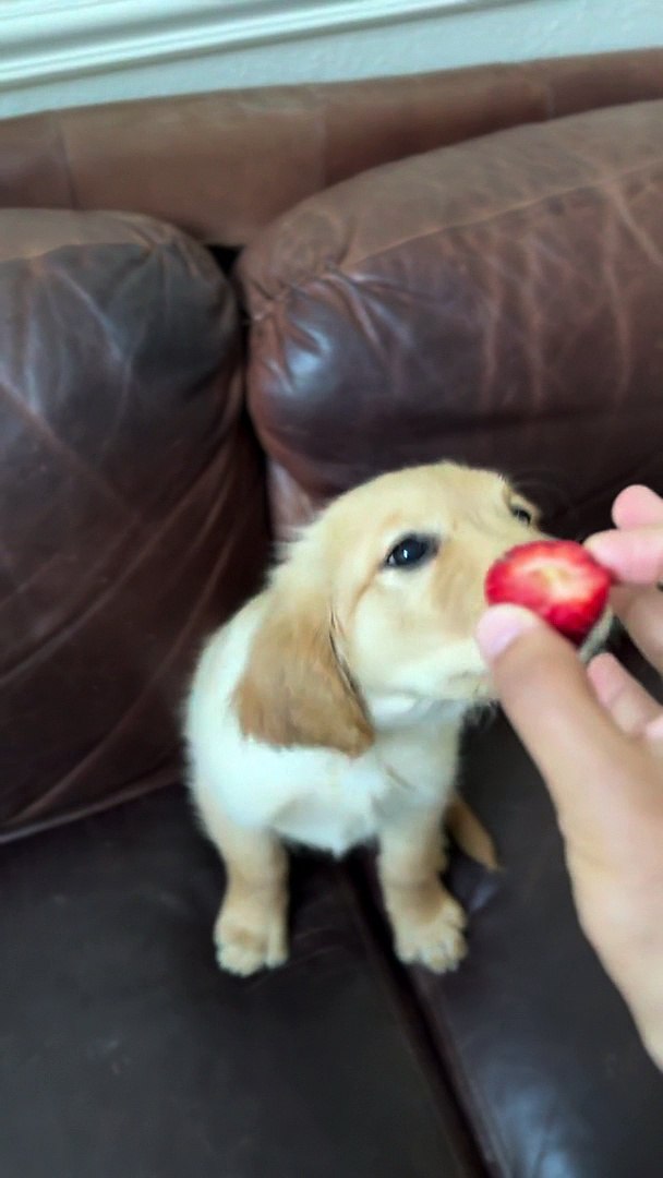 Golden Retriever Puppy Eats a Strawberry