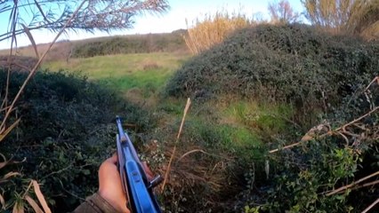 Cinghiali: a Messina si spara