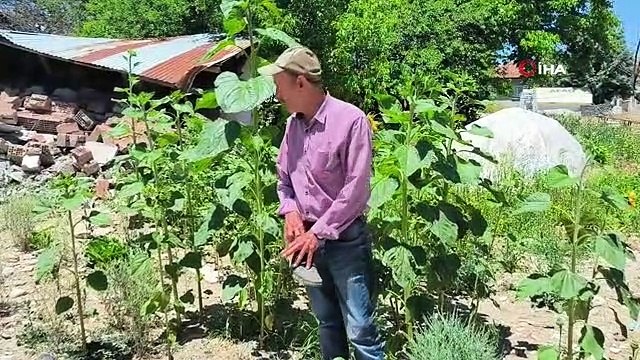 Yıkılan evlerinin enkazında yeşeren 'ayçiçekleri' ile nefes almaya çalışıyorlar