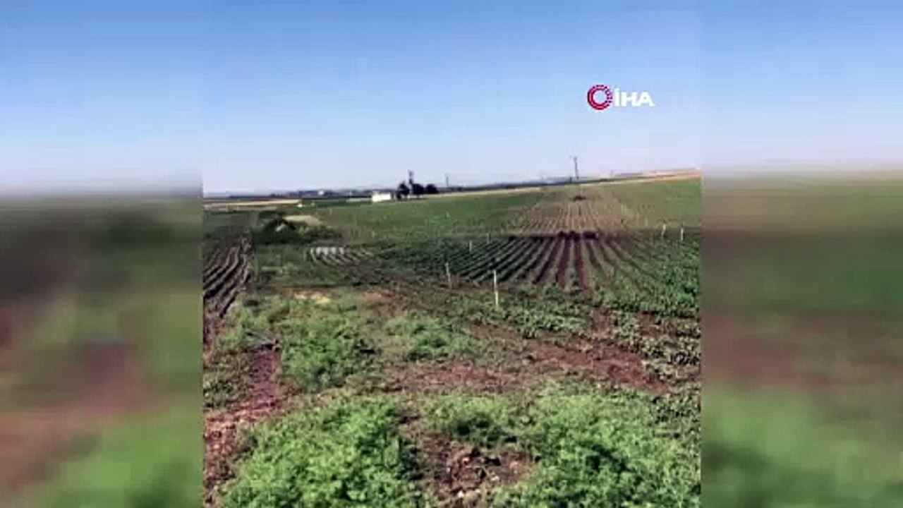 Diyarbakır’da domuz sürüsü tarladaki mahsulü ezip geçti