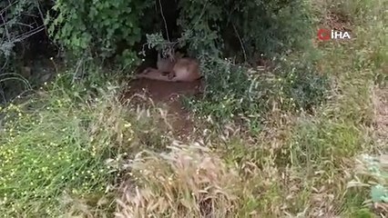 Açlıktan birbirlerini yemeye başladılar!