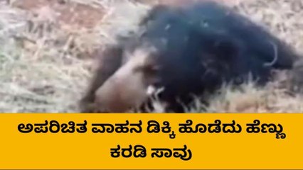 ಬಳ್ಳಾರಿ : ಅಪರಿಚಿತ ವಾಹನ ಡಿಕ್ಕಿ - ಹೆಣ್ಣು ಕರಡಿ ಸಾವು