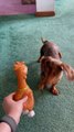 Norman the Dachshund vs. Rubber Fried Chicken