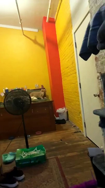 Cat Falls, Fails To Catch Fly