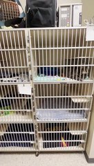 Caged Cats Have a Conversation