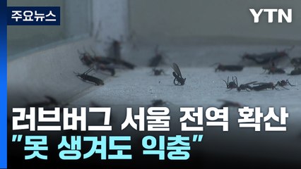 '러브버그' 서울 전역 출몰 확산..."못 생겨도 익충" / YTN