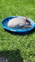 Frank the Pig Tries the Pool
