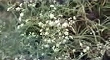 বাংলা চটি গল্প | Vlog 27 | review jaba flower _ Beautiful Pumpkin Plant Review @Chotigolpo @Alisha