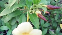 vlog 25 | বাংলা চটি গল্প | Yellow trumpet flowers videography in my home @Alisha