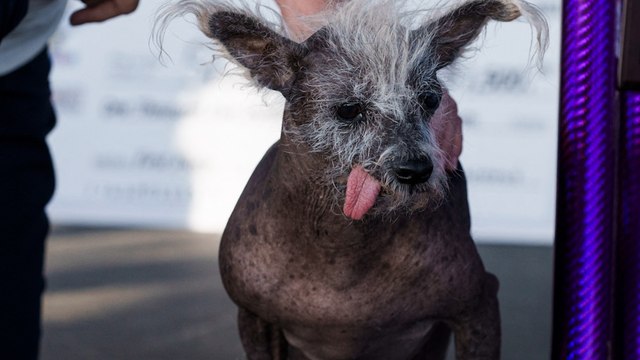 États-Unis : voici Scooter, le chien « le plus laid du monde »