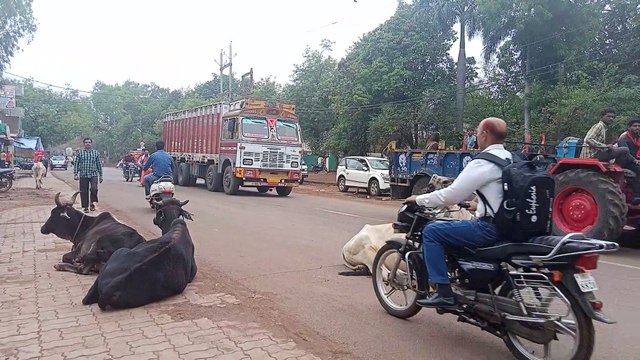 नगर पालिका की अनदेखी से जानवरों की स्थिति बदतर, न टीन शेड की व्यवस्था, न खाने की सुविधा, नगर में खुलेआम घूम रहे