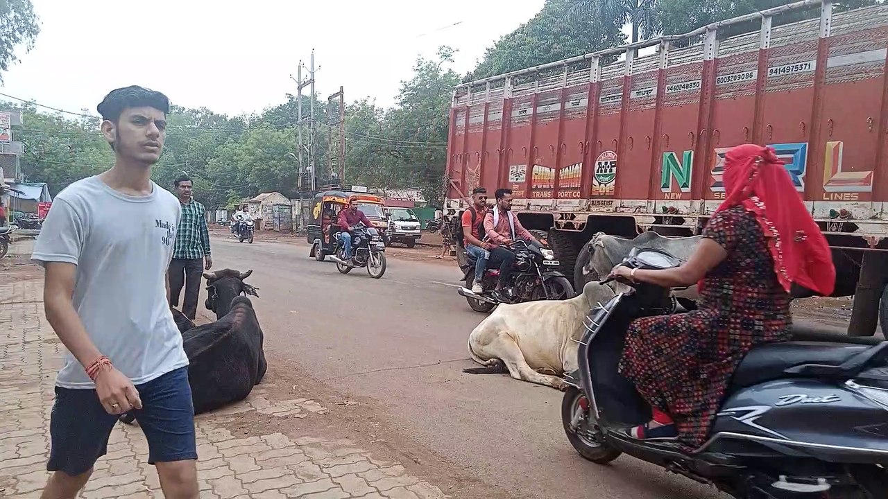 नगर पालिका की अनदेखी से जानवरों की स्थिति बदतर,...