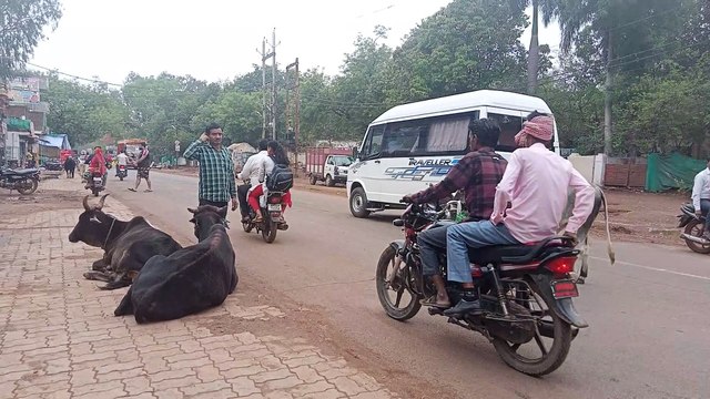 नगर पालिका की अनदेखी से जानवरों की स्थिति बदतर, न टीन शेड की व्यवस्था, न खाने की सुविधा, नगर में खुलेआम घूम रहे