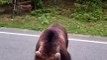 Passing Car Throws Chips at Roadside Bear