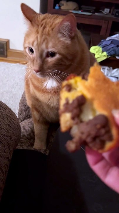 Kitty Gags at Dinner