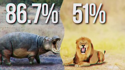 Injured Hippo Meets a Wrong Opponent