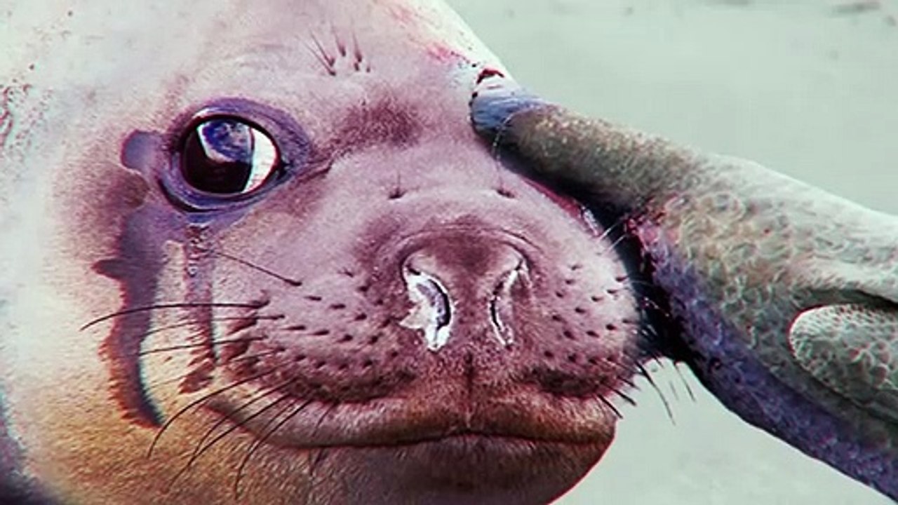 When You're Too Bad For This World. Animals That Won the Worst in the World Award