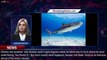 Netflix 'Our Planet II' director talks shark encounter while filming - 1breakingnews.com