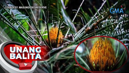 Halamang pitogo na unang umusbong noong "Jurassic Era," Namumukadkad ngayon sa Masungi Georeserve | UB