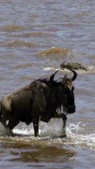 Crocodilo nadando em direção ao rebanho migratório de gnus lutando pela sobrevivência