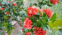 Vlog 13 | বাংলা চটি গল্প || Class || Review of a Beautiful Flower plant in front of my boss's house @Alisha