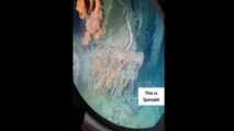 بد قسمت آبدوز ٹائی ٹینک جہاز کی اندر سے کنٹرول روم کو بھیجی جانے والی آخری ویڈیو۔ اس کے بعد اپنی جان سے ہاتھ دھو بیٹھے۔ 