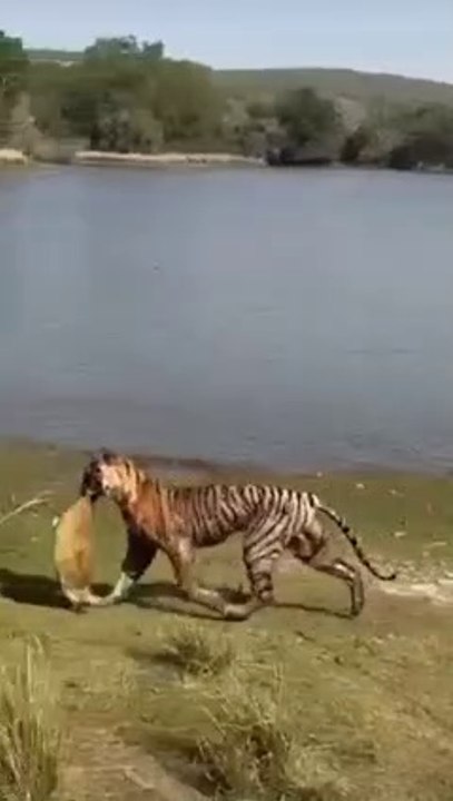 Tiger vs Tortoise