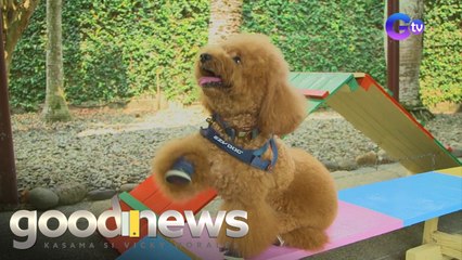 Talentadong mga fur babies, kilalanin natin! | Good News