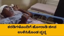 ಬೆಳಗಾವಿ : ಕರಡಿಗಳೊಂದಿಗೆ ಹೋರಾಡಿ ಜೀವ ಉಳಿಸಿಕೊಂಡ ವೃದ್ಧ