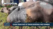 Seekor Gajah Jinak Mati di Taman Nasional Way Kambas Lampung Timur