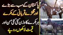 Pakistan K Sab Se Bare Aur Tagre Qurbani K Bakre - Har Bakre Ka Weight Kayi Mann Aur Price Lakhon Me