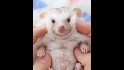 NO 1 funniest cat video 2023-The Best funny Animal cat and dog videos billi shaffer-#cat#animals