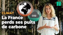 Les puits de carbone, l’angle mort dénoncé par Le Haut Conseil pour le Climat