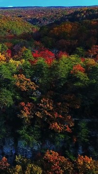 C’EST PAS BEAU LES ARBRES QUAND MÊME ?