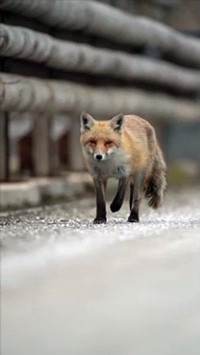 LA CLASSE, C’EST MOI !