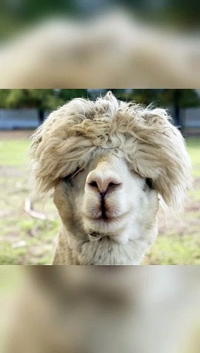 AVANT LE COIFFEUR 