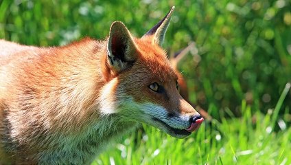 FAUT-IL ABANDONNER LES RENARDS ? ( Quelle importance pour la biodiversité ? )