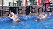 Siberian Husky with an 'itch for love' targets its Labrador buddy IN THE POOL!