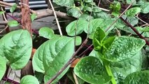 Vlog 35 | বাংলা চটি গল্প | Review of Malabar spinach plant@Alisha