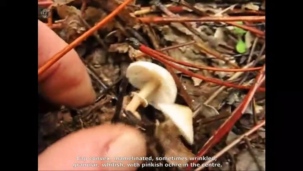 Cystoderma carcharias. Champimaginatis. English Text 3
