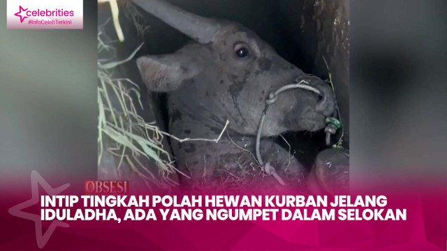 Intip Tingkah Hewan Kurban Jelang Idul Adha, Ada yang Ngumpet dalam Selokan