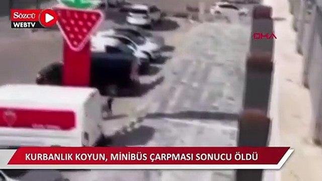 Sahibinin elinden kaçan kurbanlık koyuna minibüs çarptı, öldü 