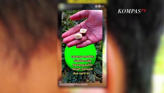 Hoax Penyakit Sembuh Tempel Bawang Putih ke Telinga