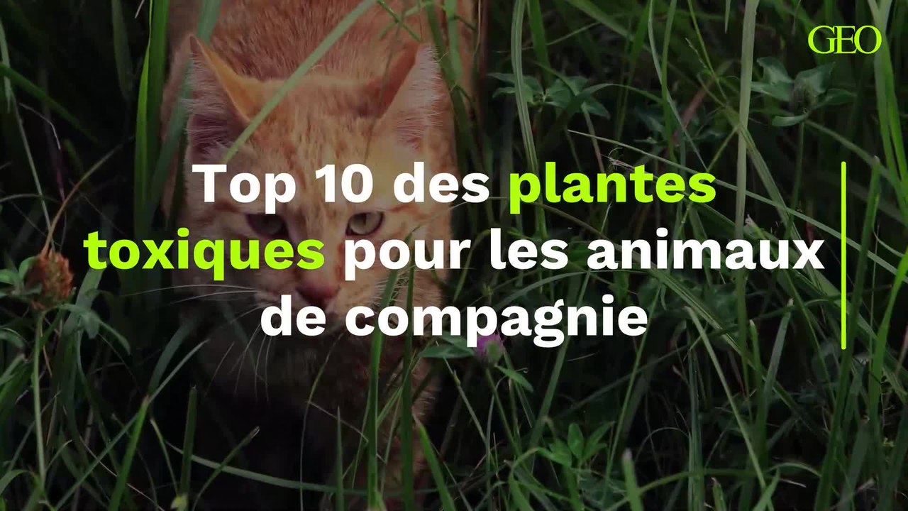Top 10 des plantes toxiques pour les animaux de compagnie
