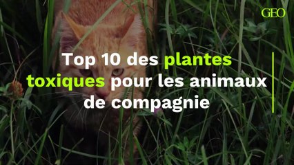 Top 10 des plantes toxiques pour les animaux de compagnie