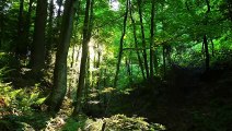 Ambient Serenity - Calming Music for Deep Relaxation and Mindfulness