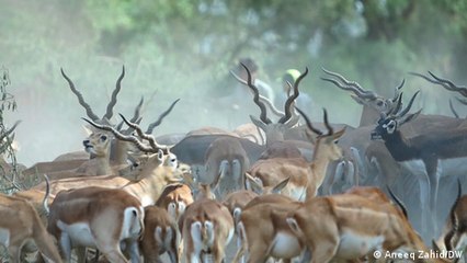 Saving Pakistan's endangered blackbuck antelopes