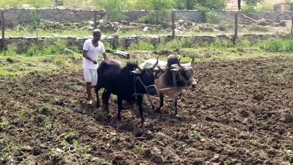 बिपरजॉय तूफान के बाद फिर खेत पहुंचे किसान, कर रहे कड़ी मेहनत