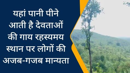 पन्ना: एक ऐसा स्थान जहाँ पानी पीने आती है देवताओं की गाय- देखिए विशेष खबर